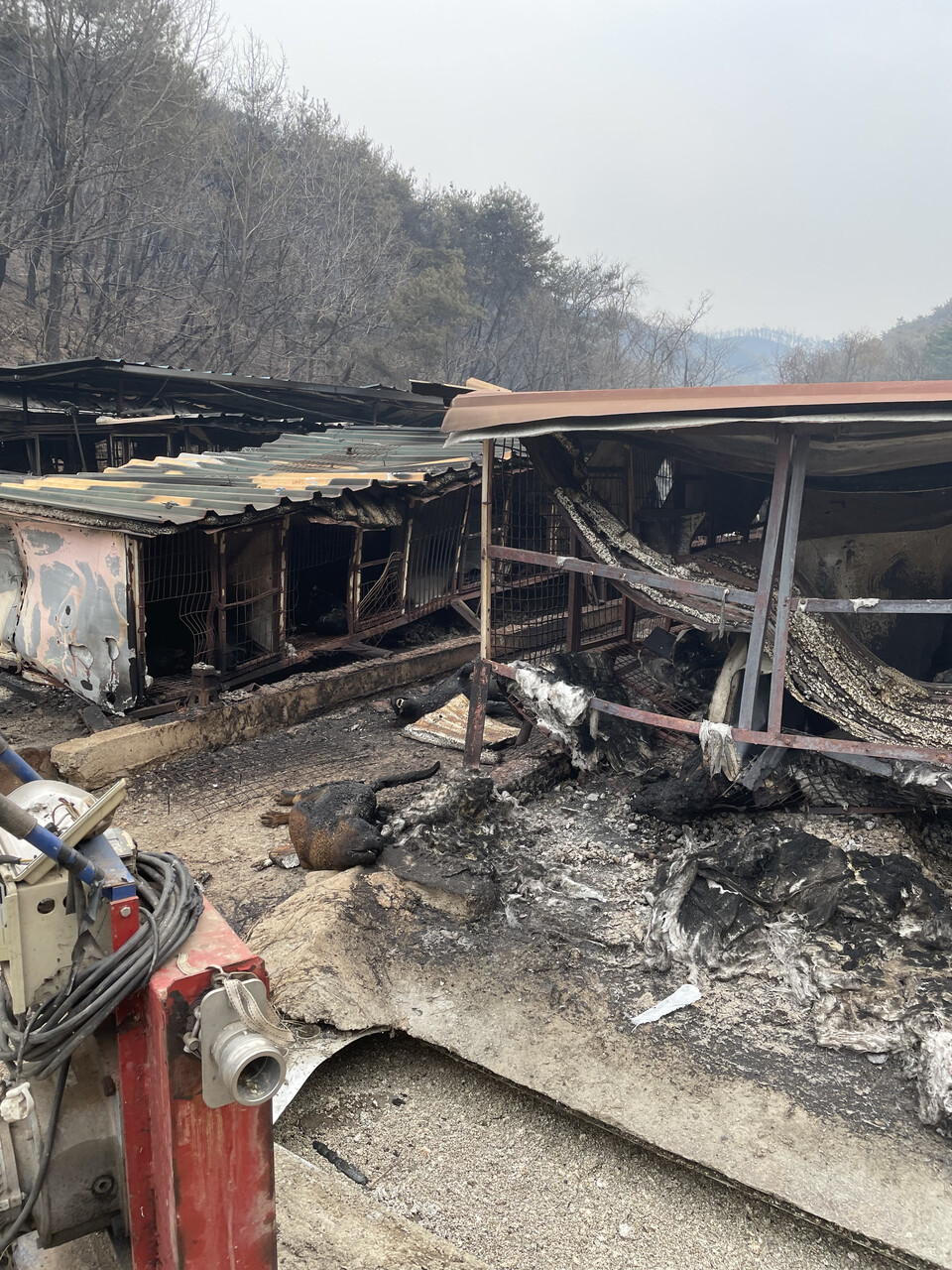 산불 당시 개농장은 전소될 정도의 피해를 입었다. (사진 휴메인 월드 포 애니멀즈)/뉴스펭귄.