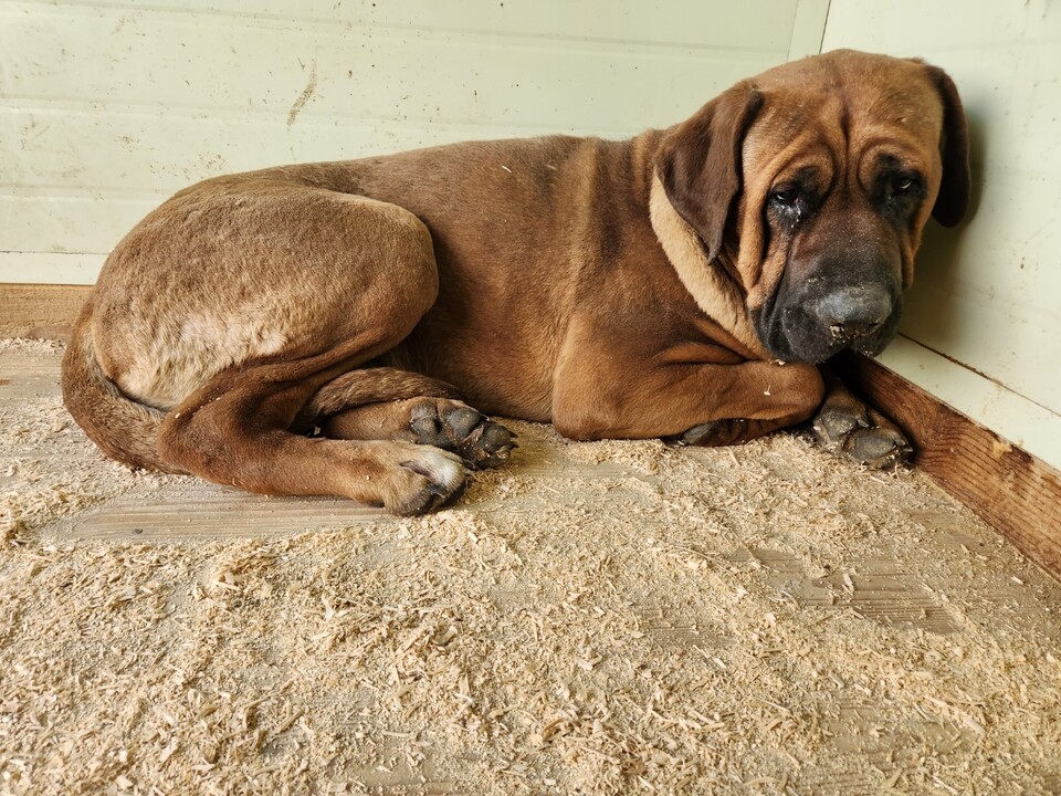 안동 산불 속의 개농장에서 구조된 7마리 개 중 하나 (사진 휴메인 월드 포 애니멀즈)/뉴스펭귄.