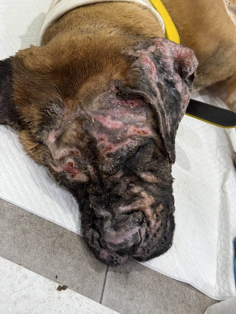 구조된 7마리 개들은 치료 후 미국으로 이송될 예정이다 (사진 휴메인 월드 포 애니멀즈)/뉴스펭귄.