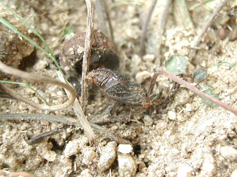 ①이른봄애호랑나비 번데기 (사진 이강운 대기자)/뉴스펭귄