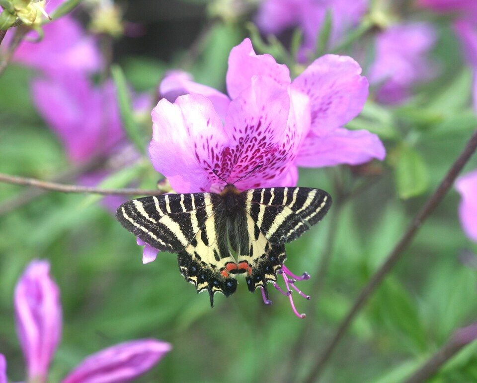 ②진달래 꽃 흡밀하는 이른봄애호랑나비 (사진 이강운 대기자)/뉴스펭귄