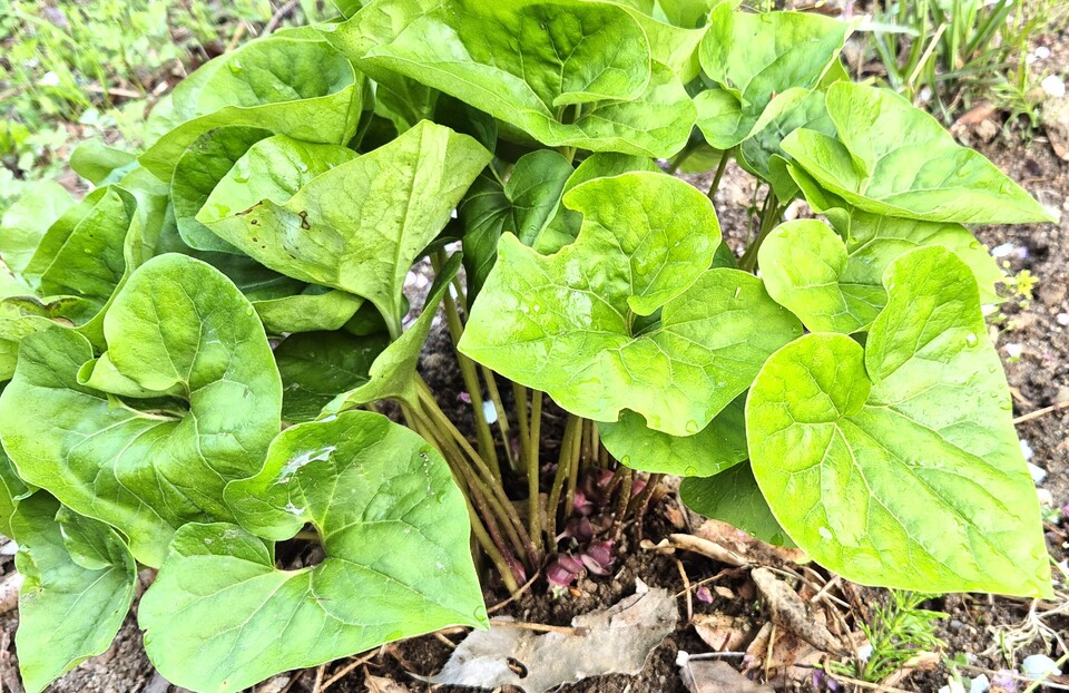 ③족두리풀 (사진 이강운 대기자)/뉴스펭귄