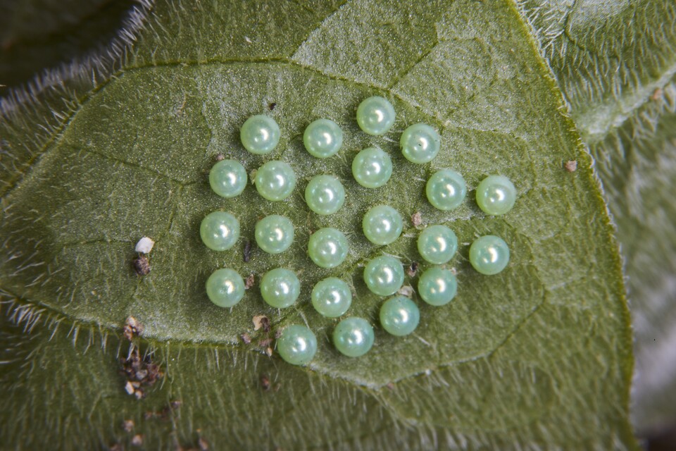 족두리풀에 낳은 이른봄애호랑나비의 진주 같은 알 (사진 이강운 대기자)/뉴스펭귄