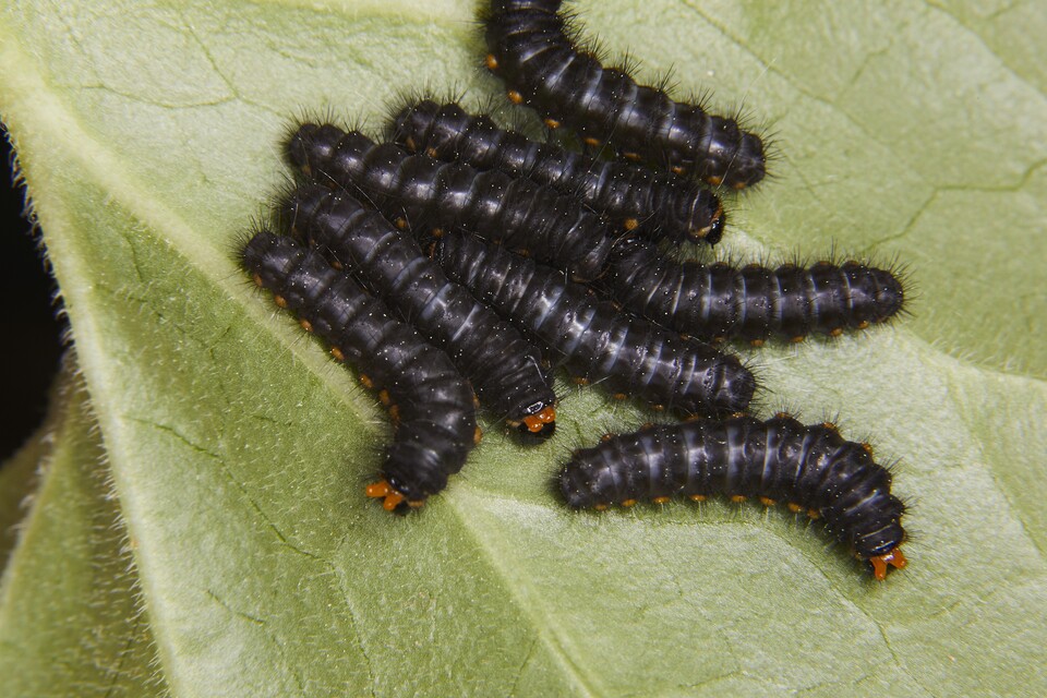 이른봄애호랑나비 애벌레의 샛노란 냄새 뿔 (사진 이강운 대기자)/뉴스펭귄
