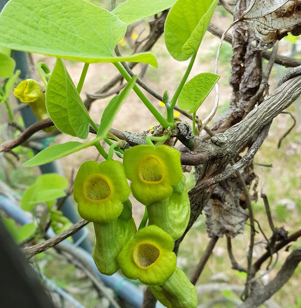 등칡 (사진 이강운 대기자)/뉴스펭귄