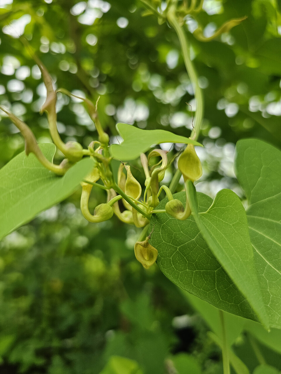 쥐방울덩굴 (사진 이강운 대기자)/뉴스펭귄