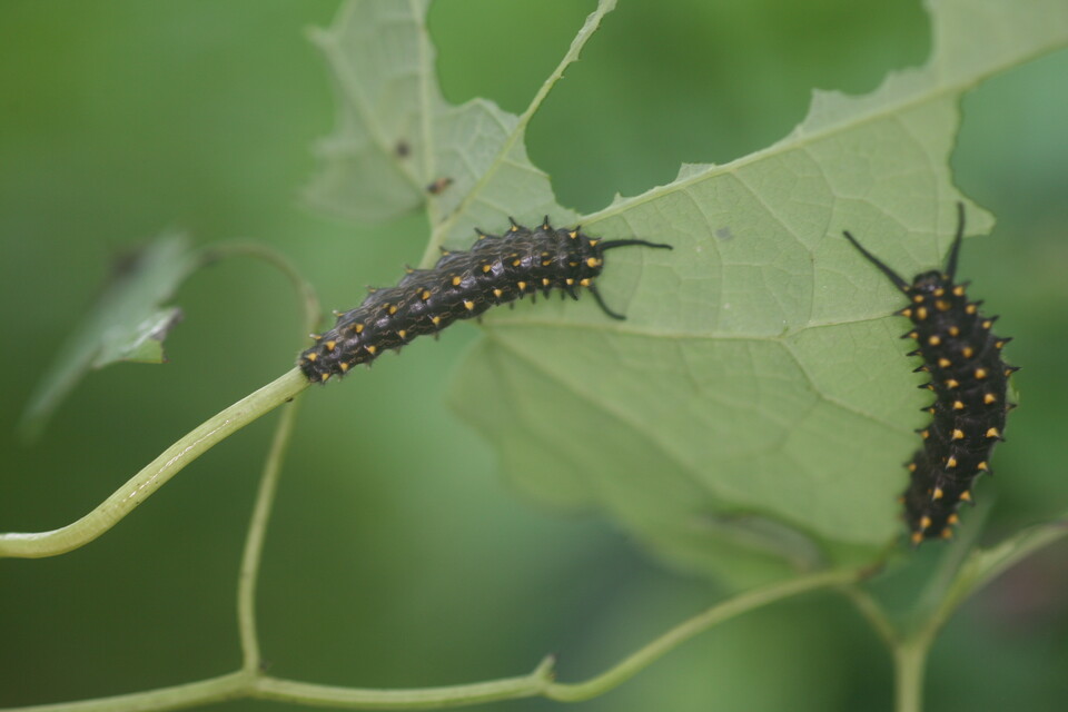 쥐방울덩굴 먹는 꼬리명주나비 애벌레 (사진 이강운 대기자)/뉴스펭귄