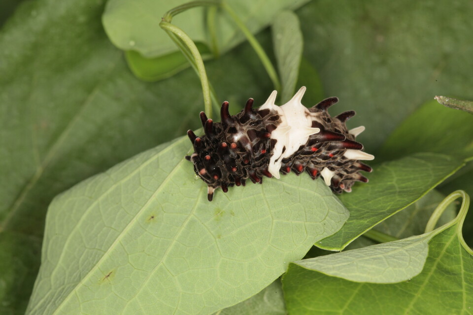 등칡 먹는 사향제비나비 애벌레 (사진 이강운 대기자)/뉴스펭귄