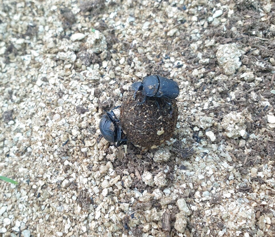 멸종 된 소똥구리 (사진 이강운 대기자)/뉴스펭귄