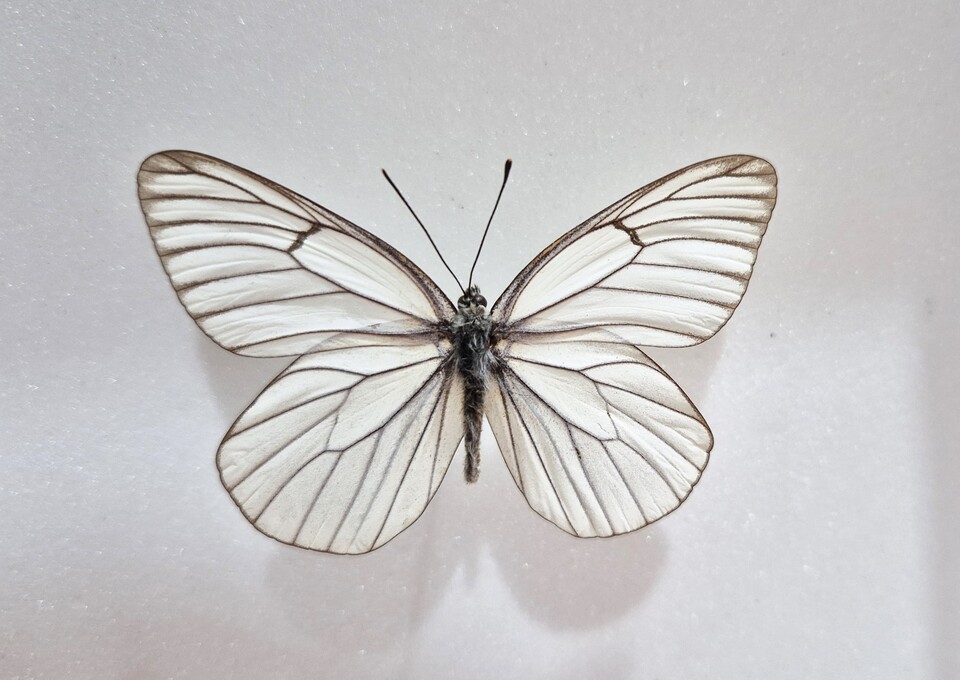 멸종 된 상제나비 (사진 이강운 대기자)/뉴스펭귄