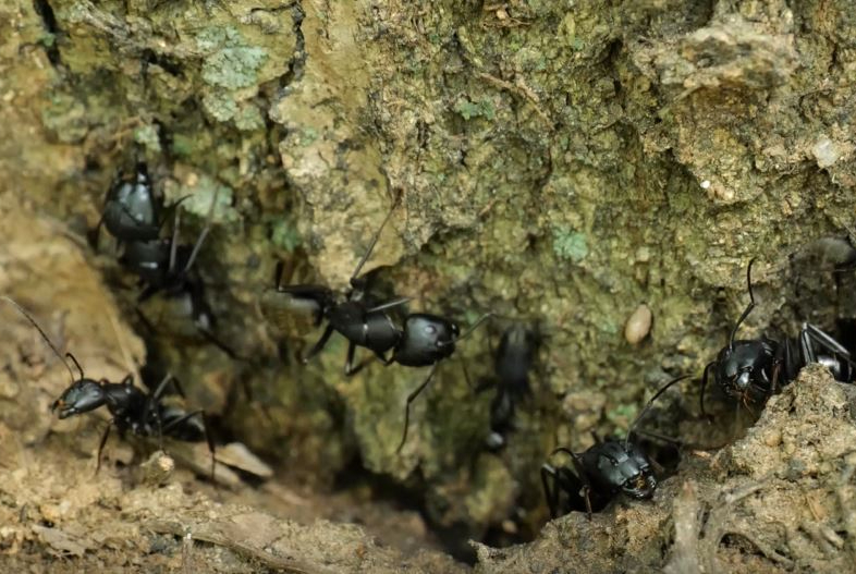  개미는 집을 만들기 위해 부지런히 흙을 파고 나르는데 이 과정에서 토양이 뒤섞이고 밀도가 조절된다. (사진 국립생물자원관)/뉴스펭귄