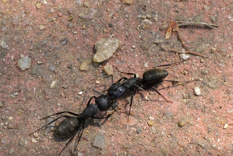 개미는 유기물 청소부이자 자연 방역관으로서 죽은 곤충이나 낙엽을 처리하고 다양한 해충의 개체수를 조절한다.  (사진 국립생물자원관)/뉴스펭귄