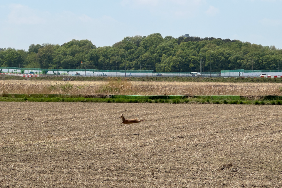 고라니가 논 위에서 폴짝거리며 어딘가로 향하고 있다. (사진 이동재 기자)/뉴스펭귄