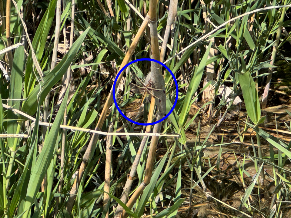 환경부 지정 멸종위기 야생생물 2급 대모잠자리. (사진 이동재 기자)/뉴스펭귄