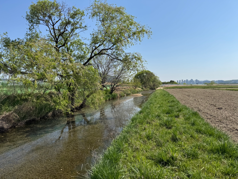 멸종위기종 금개구리를 만나기 위해 장남들판을 찾았다. 사진은 금개구리가 살고 있는 농수로. (사진 이동재 기자)/뉴스펭귄