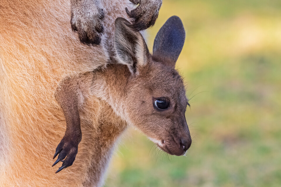 (사진 클립아트코리아)/뉴스펭귄