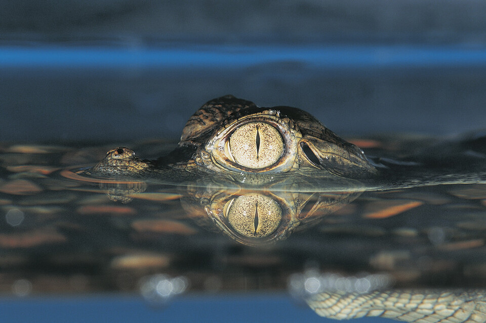 발 플럼우드는 호수 위에서 강렬한 금빛 테두리가 빛나는 포식자의 눈을 마주한 순간, 지금껏 안온하게 몸담아 온 세계에 균열이 일어남을 느꼈다고 고백한다. (사진 클립아트코리아)/뉴스펭귄