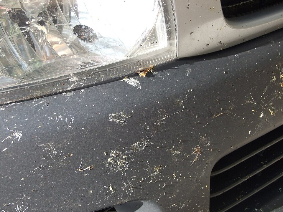 자동차 범퍼에 붙은 곤충 사체. (사진 Flickr - jenniferbarbaraanne)/뉴스펭귄