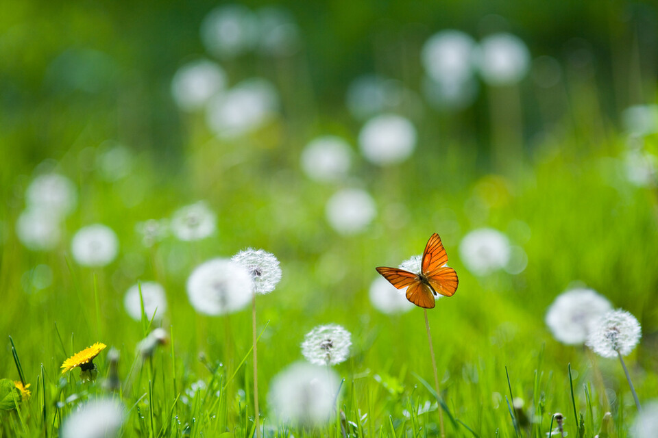 환경 변화에 민감한 나비는 최근 세계 곳곳에서 개체수가 감소하고 있다. (사진 클립아트코리아)/뉴스펭귄