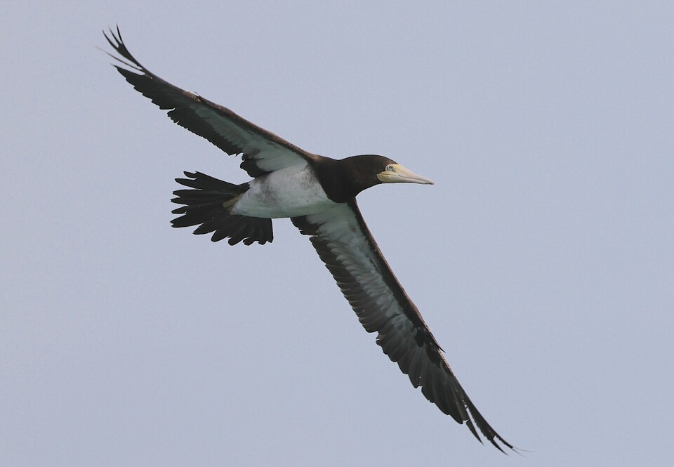 최근 제주시 구좌읍 앞바다에서 갈색얼가니새가 포착됐다. (사진 다큐제주 제공)/뉴스펭귄