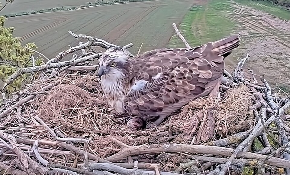 마을 주민들은 귀중한 둥지와 알을 보호하기 위해 힘을 모으고 있다. (사진 Usk Valley Ospreys)/뉴스펭귄