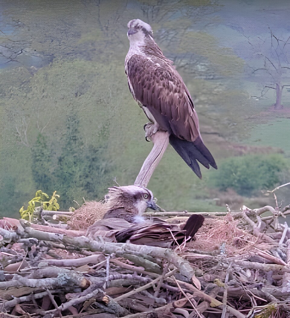 영국 웨일스 중부의 한 시골 마을, 250년만에 처음으로 한 쌍의 물수리가 참나무 꼭대기에 둥지를 틀고 알을 낳았다. (사진 Usk Valley Ospreys)/뉴스펭귄