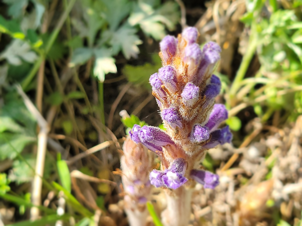 최근 한반도에서만 자라는 희귀식물 백양더부살이가 개화했다. (사진 국립공원공단 제공)/뉴스펭귄