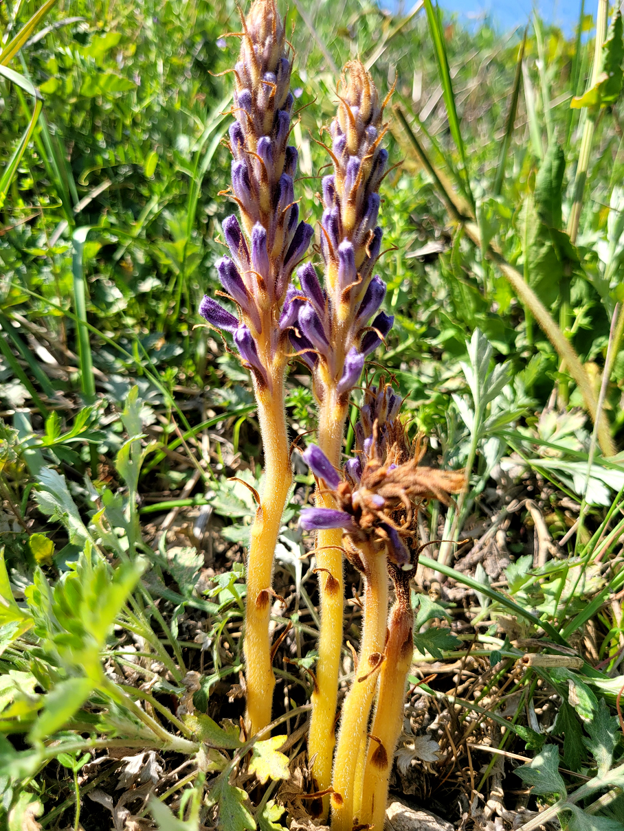 백양더부살이는 평지나 하천변 등에 자생해 서식지 교란에 취약한 멸종위기종이다. (사진 국립공원공단 제공)/뉴스펭귄