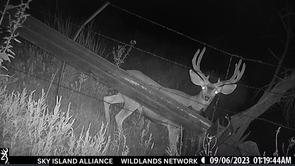 장벽은 스라소니, 들소, 늑대, 사슴 등 다양한 포유류의 이동 경로를 끊었다. (사진 Sky Island Alliance / Wildlands Network))/뉴스펭귄