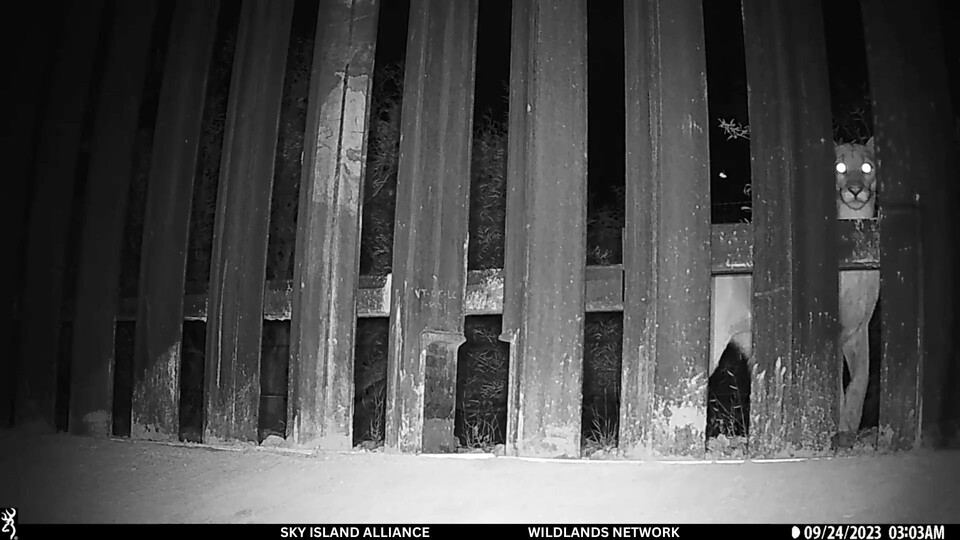 스튜어트 박사에 따르면 특히 사이가영양, 치타, 호랑이, 표범 등 이미 심각한 멸종위기 상태에 놓인 종들도 국경 장벽의 영향을 받고 있다. (사진 Sky Island Alliance / Wildlands Network)/뉴스펭귄