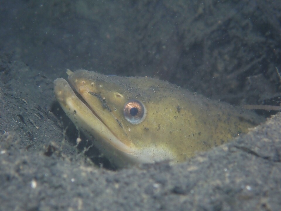 엑서터대학교 연구진은 뱀장어나 가오리처럼 해저를 파고 다니며 퇴적물을 뒤섞는 물고기들의 활동이 해양 탄소 저장에 중요한 영향을 미친다는 연구 결과를 발표했다. (사진 wikimedia commons)/뉴스펭귄