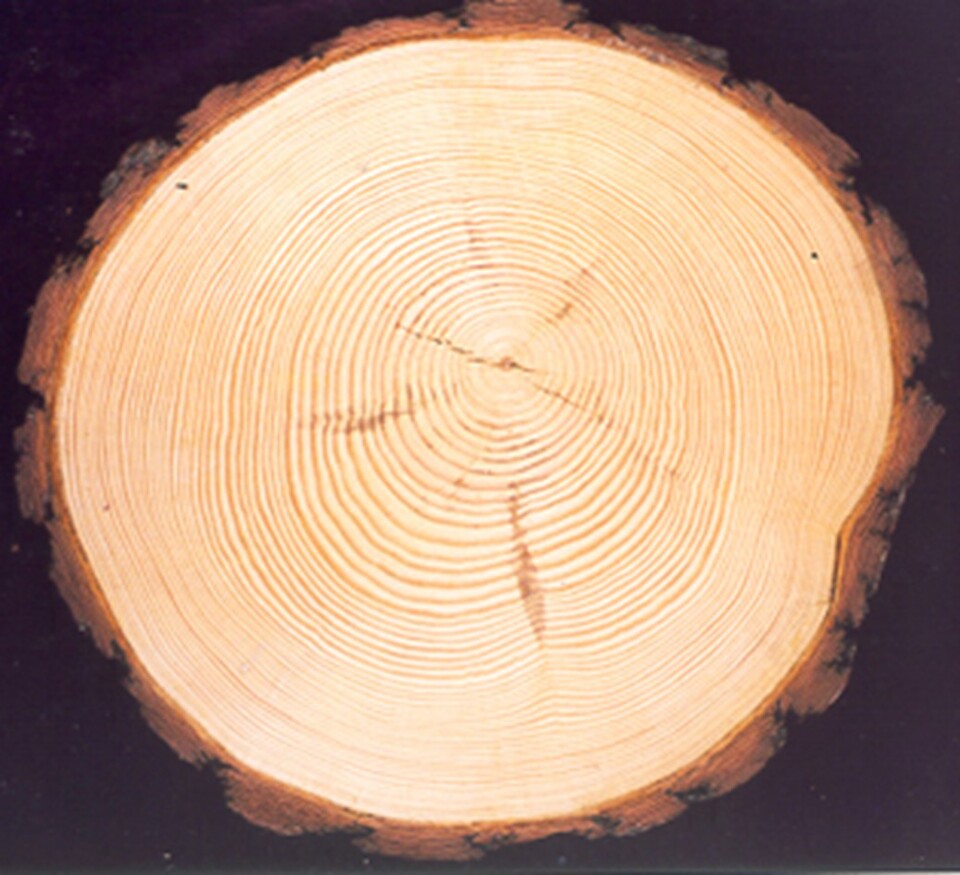 산림과학원은 산불 피해 소나무의 외부 탄화층을 제거한 후 내부 재질을 평가한 결과, 피해를 입지 않은 소나무와 차이가 없다는 결론을 내렸다. (사진 산림청)/뉴스펭귄