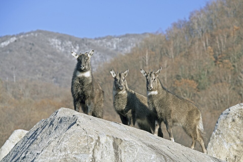 산양은 멸종위기 야생생물 1급이자, 천연기념물 217호에 해당한다 (사진 클립아트코리아)/뉴스펭귄.