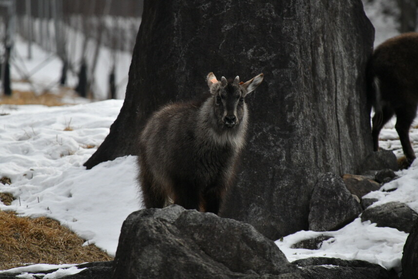 산양 이미지 (사진 국가유산청, 본지 DB)/뉴스펭귄