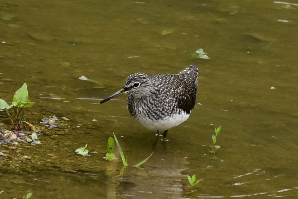 (사진 이동혁 국립수목원 객원연구원 제공)/뉴스펭귄