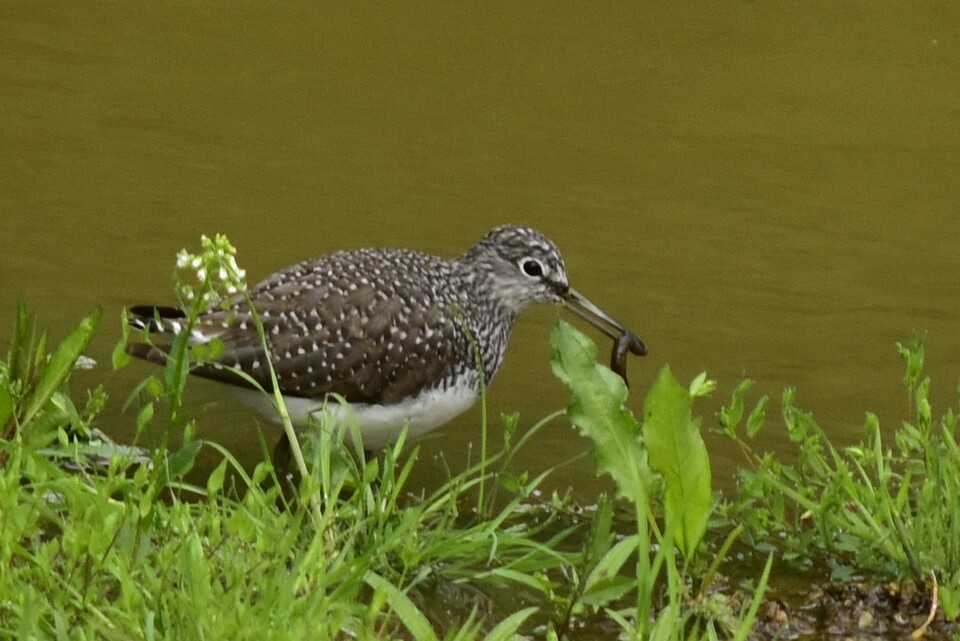 (사진 이동혁 국립수목원 객원연구원 제공)/뉴스펭귄