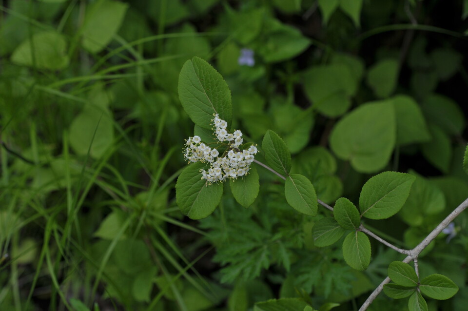 주로 석회암 지대 산지나 계곡 가장자리 등 양지바른 산허리에서 산다. (사진 국립생물자원관)/뉴스펭귄