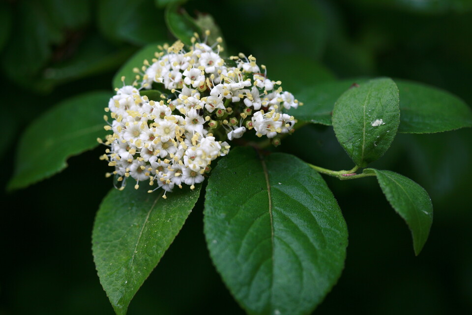 환경부 지정 멸종위기 야생생물 Ⅱ급 ‘산분꽃나무’. (사진 국립생물자원관)/뉴스펭귄