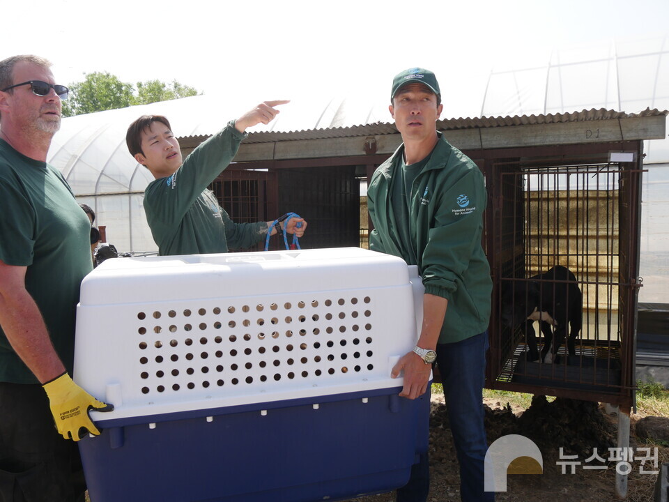 청주 개농장 구조 현장에 함께한 배우 다니엘 헤니. (사진 이수연 기자)/뉴스펭귄
