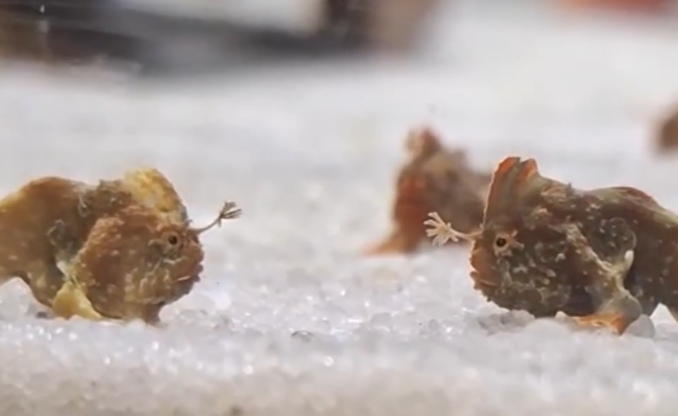 레드핸드피시는 손 인사와 비슷한 사냥 전략을 보인다. (사진 University of Tasmania 공식 SNS 영상 캡처)/뉴스펭귄