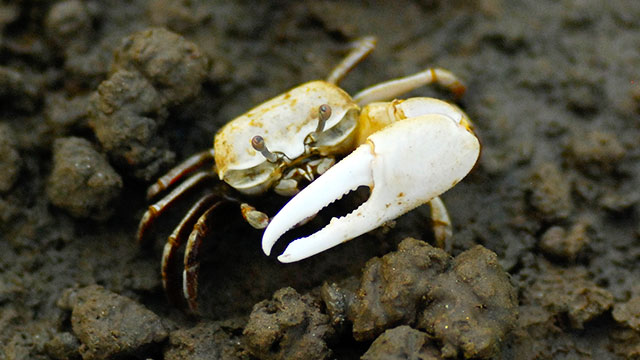 멸종위기종 흰발농게의 생존을 위협하는 가장 큰 요인은 바로 이와 같은 서식지의 훼손이라고 알려져 있다. (사진 인천환경운동연합)/뉴스펭귄.