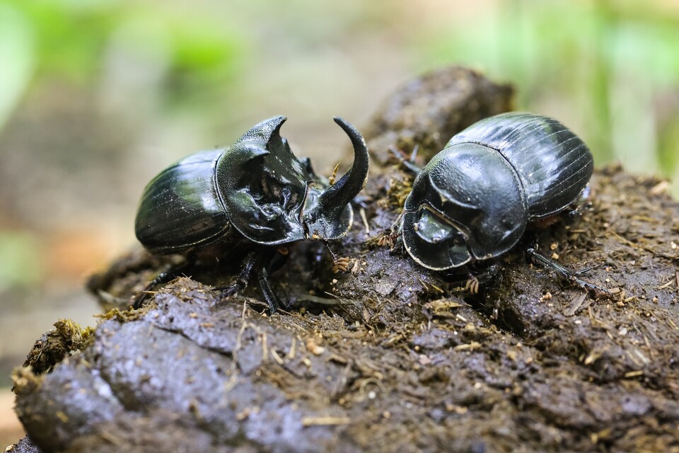 뿔소똥구리 (사진 이강운 대기자)/뉴스펭귄