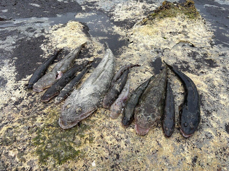 (사진 Recfish SA facebook)/뉴스펭귄