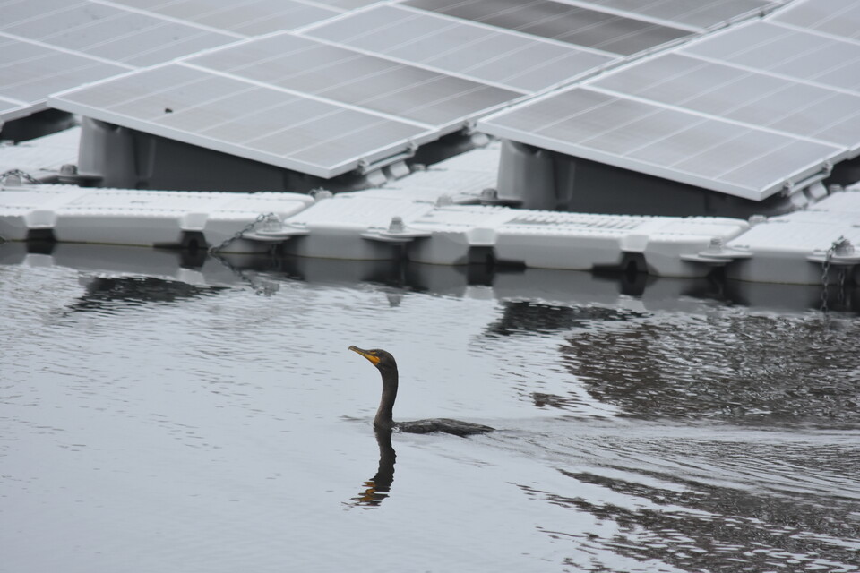 연구진에 따르면 왜가리가 태양광 패널 위에 앉아서 먹이를 노리는 모습, 가마우지가 물속을 헤엄치며 앉을 자리를 두고 경쟁하는 모습, 패널 아래에 둥지를 트는 모습 등 다양한 사례가 관찰됐다. (사진 Rebecca R. Hernandez - UC Davis)/뉴스펭귄
