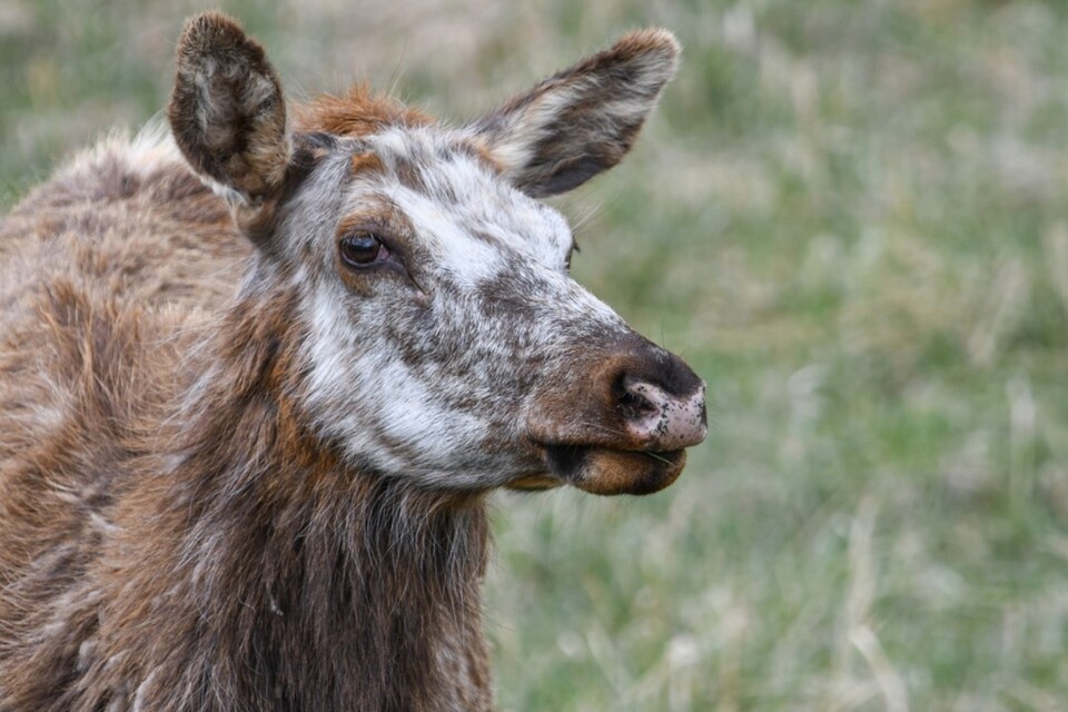 콜로라도 야생동물 보호국은 지난 13일 에스티즈 공원 일대에서 부분 백색증 엘크를 포착했다고 밝혔다. (사진 Wayne D. Lewis - CPW)/뉴스펭귄