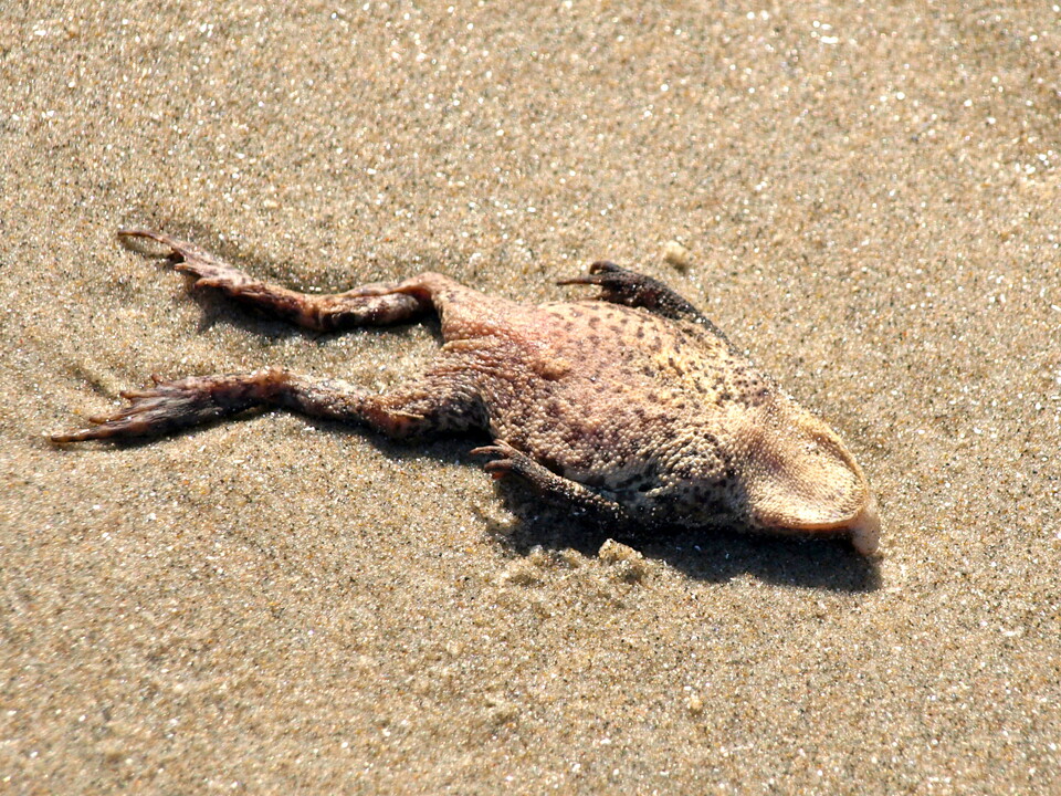 ※위 사진은 이해를 돕기 위한 것으로 기사와 직접적인 관련이 없습니다. (사진 wikimedia commons)/뉴스펭귄