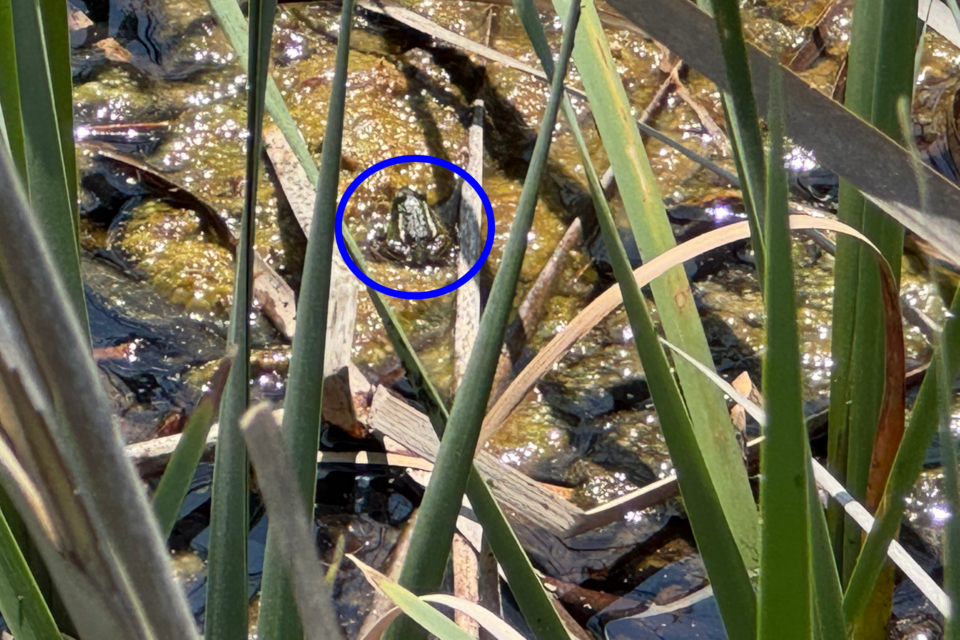 세종시 장남들에서 발견한 금개구리. (사진 본사 DB)/뉴스펭귄