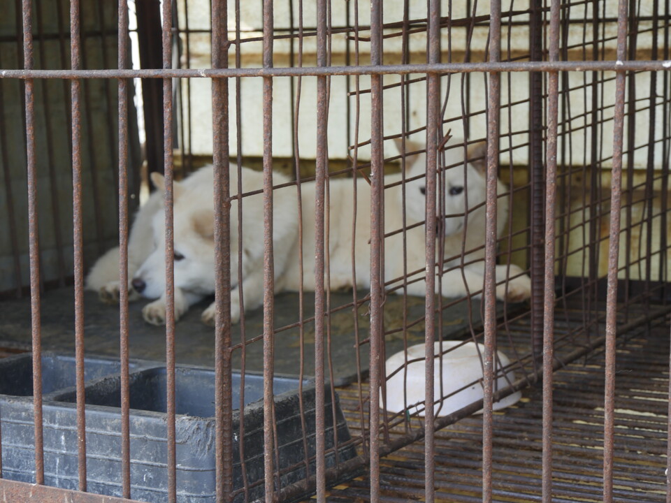 구루병으로 웅크리고 있는 개들. (사진 이수연 기자)/뉴스펭귄