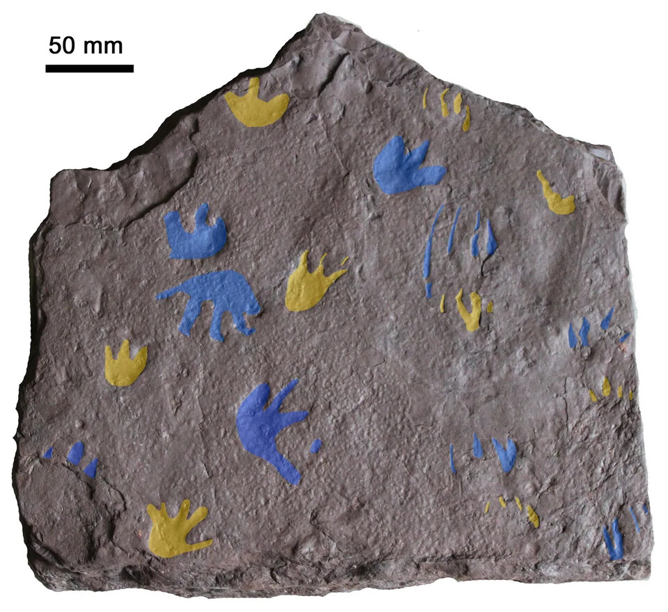 (사진 Earliest amniote tracks recalibrate the timeline of tetrapod evolution 논문)/뉴스펭귄