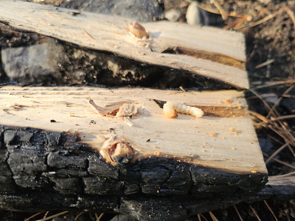 산불 피해목에서 생존해 있는 매개충 유충. (사진 산림청)/뉴스펭귄